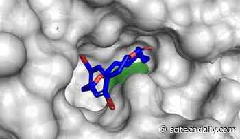 Shaping the Rings of Molecules – Using Biocatalysis to Control the Shapes of Macrocycles
