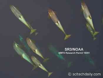 Scientists Discover Why Whales Migrate – They Return to the Tropics to Shed Their Skin