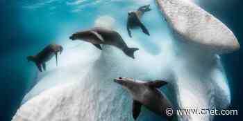 Underwater photos of the year capture seals' frozen playground, tuna's last gasp     - CNET