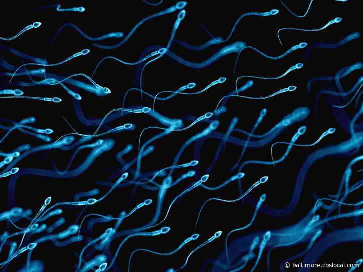 Poor Quality Western Diet Kills Sperm Count And Lowers Male Testosterone, Study Says