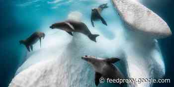 Underwater photos of the year capture seals' frozen playground, tuna's last gasp     - CNET