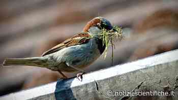 Passeri stanno scomparendo dalle città causa uso di erba artificiale nei parchi - Notizie scientifiche.it
