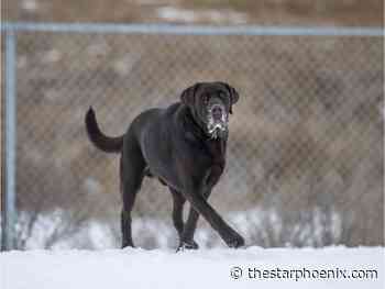 Rethink endorsed for pooch limit in Saskatoon's off-leash parks