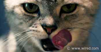 Will Your Cat Eat Your Corpse?