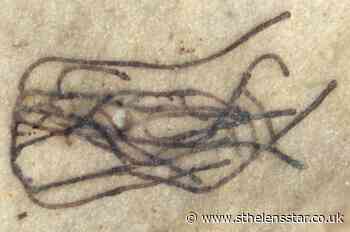 Billion-year-old seaweed fossils discovered - St Helens Star