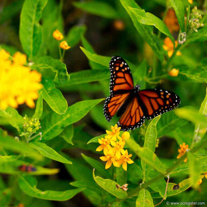 Expert will share the fascinating life of the monarch butterfly in in San Clemente