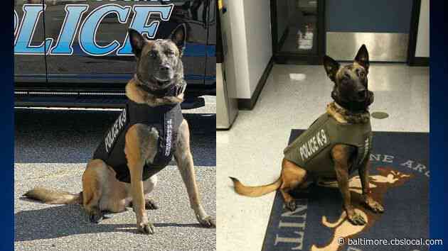 Anne Arundel County Police K9s Get New Body Armor Gear