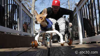 Man in wheelchair takes in dog with no front legs