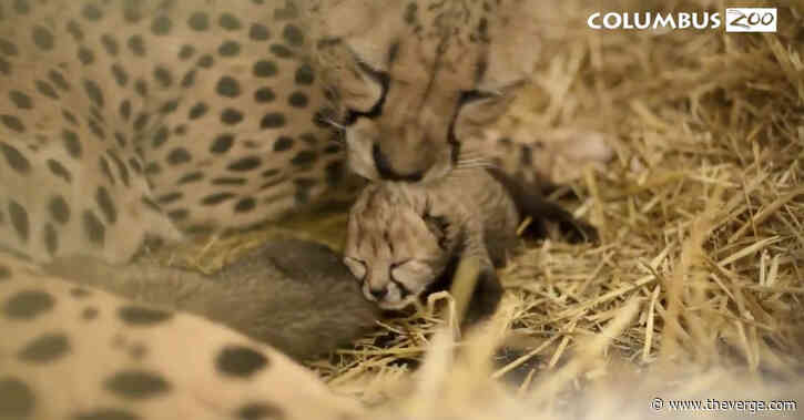 First cheetahs born through in vitro fertilization to surrogate mom