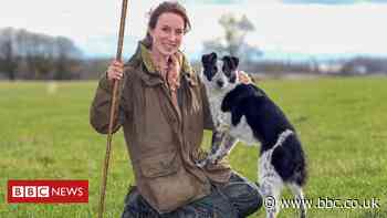 World's most expensive sheepdog sells for £18k