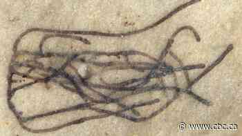 These could be the oldest plant fossils ever found