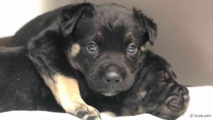 State lawmakers propose bills to ban pet sales in Minnesota