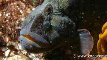 Funky-looking monkeyface prickleback fish 'could be the new white meat'     - CNET