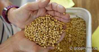 2020 Crop Insurance Program helps to promote soybean production