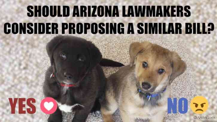 State lawmakers propose bills to ban pet sales in Minnesota stores