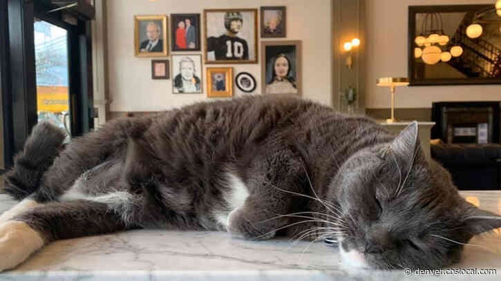Famous Fort Collins Hotel Cat Oreo Passes Away