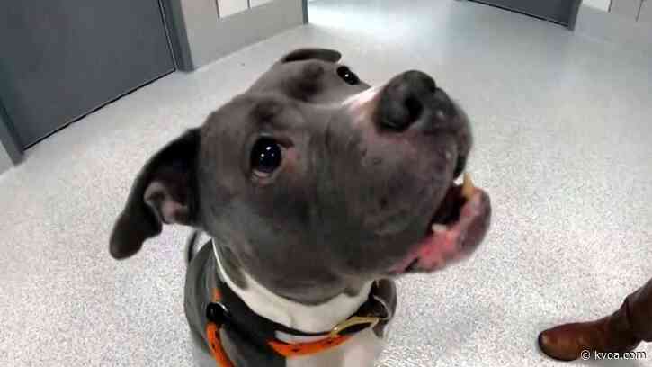 Denver pit bull ban stands despite city council efforts