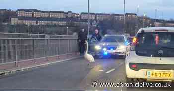 Watch the hilarious moment police chase after swan which stopped traffic on the Redheugh Bridge