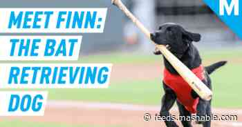Meet the four-legged bat boy of this minor league team – Mashable Originals