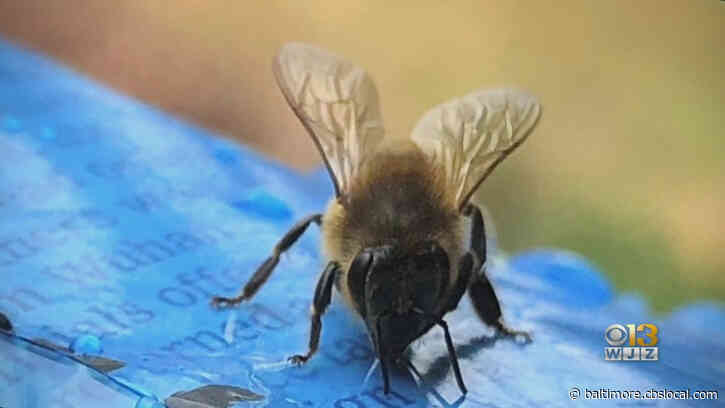 Mild Winter Could Mean Trouble For Maryland’s Bee Population