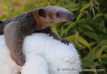 Reid Park Zoo Cares For New Tamandua Pup