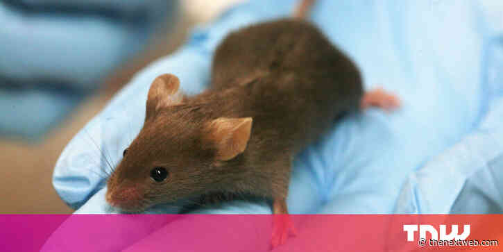Researchers found a cure for diabetes (in lab mice)