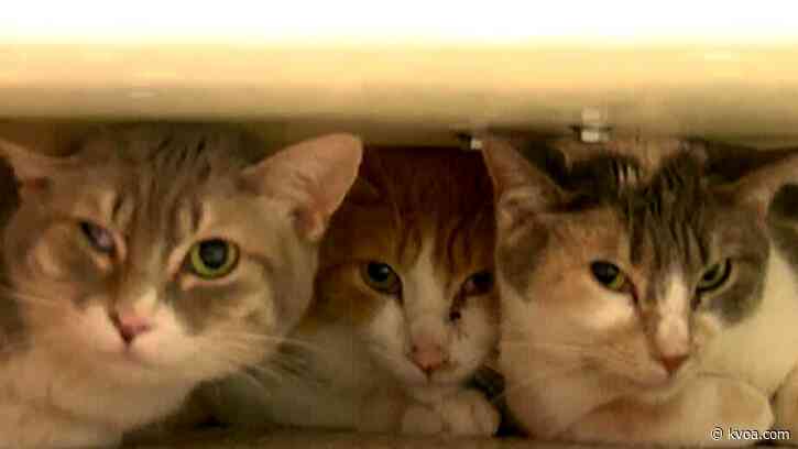 PACC forms animal hoarding task force