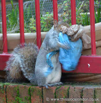 Squirrel pictured carrying plastic bags to build nest in Haringey