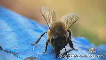 Mild Winter Could Mean Trouble For Maryland’s Bee Population - CBS Baltimore