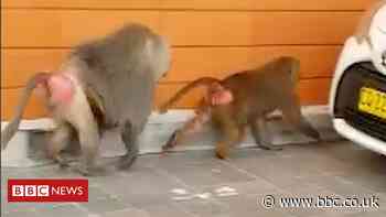 Sydney baboons go on the run before vasectomy