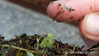 Scientists gather to study risk from microplastic pollution