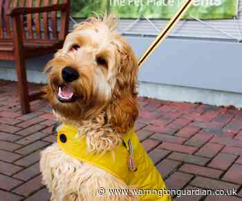 Pawsome weekend of dog-friendly fun awaits with Bents' Mini Crufts