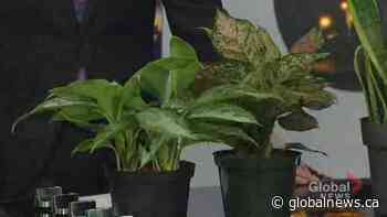 Classic Landscaping: Plants that are easy to care for