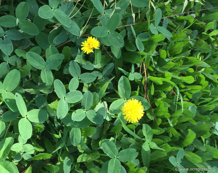 Frumpy Middle-aged Mom: I’m afraid to mow my lawn because of the bees