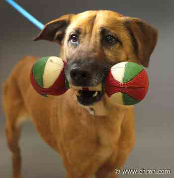 Meet Moochie, the orphaned dog who just lost her owner, and others at the Houston Humane Society