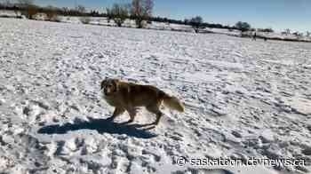 'May force me out of business': Saskatoon dog walkers oppose off-leash dog park bylaw changes - CTV News