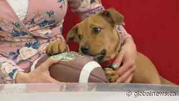 Edmonton Humane Society: Marley & Milkbone