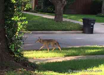 Coyotes spotted on Rice University campus, students and staffed warned to be watchful