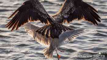 Seagull fights eagle while entangled in a plastic bag, and this photographer captures it all