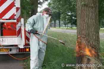 Ede gaat bloemen zaaien om de jeukrups buiten de deur te houden
