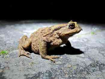 Marko kon al die doodgereden padden niet meer verdragen: ‘Op één avond telde ik er 213’