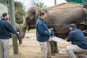 'We're expecting!': The Houston Zoo to welcome baby Asian elephant this spring