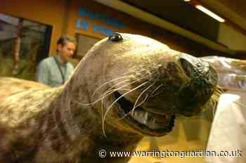 The story of the town's most famous animal - Warrington Guardian