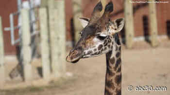 Fresno Chaffee Zoo welcomes new giraffe to African Adventure exhibit