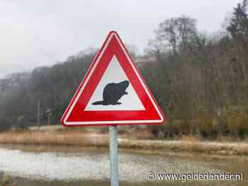 Pas op een... Wacht, even in de achteruit: Pas op een bever!