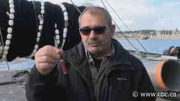 B.C. fisherman charged after throwing explosive into crowd of sea lions