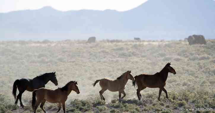 Over 1,700 wild horses in Nevada and Utah removed, relocated