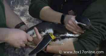 Grand Rapids Penguins line up for annual medical exams at John Ball Zoo Michael Martin 1 - Fox17
