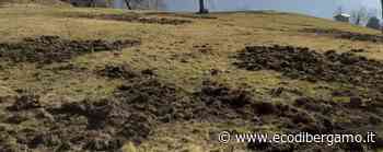 Boom di cinghiali, terreni distrutti «Strappano l'erba, una devastazione» - L'Eco di Bergamo