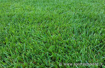 Erba naturale: cinque domande all'esperto - Sport&Impianti - sporteimpianti.it